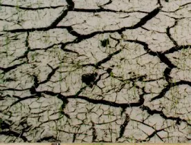 Drought