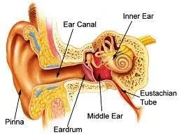 Human ear