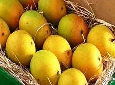 Alphonso mango