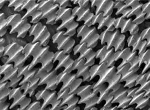 Shark Skin 