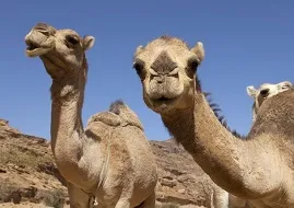 ( source-saudi-archaeology.com)