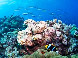 rp_coral_garden1.jpg