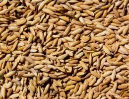 paddy-seeds