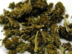 MARIJUANA
