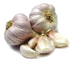 Himachal garlic