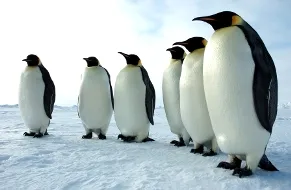 (Photo courtesy Glen Grant, U.S. Antarctic Program, National Science Foundation.)