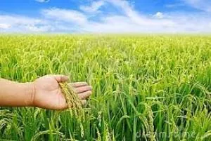 paddy crop