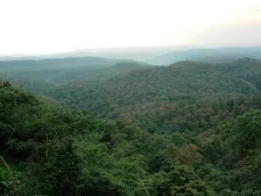 Forest Cover
