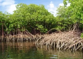 Mangrove