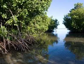 Mangroves 1