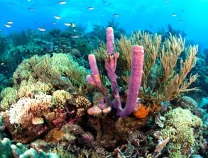 (source: theecologist.org)