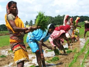 farming transplanting agriculture