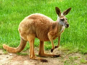 ( source :imangoomszoo.weebly.com)