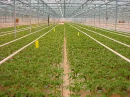 green house