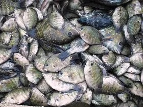 Fish Chilika