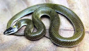 New snake species Lycoden Odishsi
