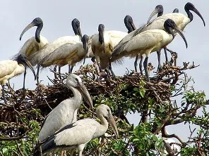 Sacred Ibis at Bagagahana (courtesy-sandpebblestours.com)