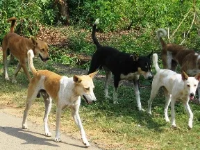 File Pic