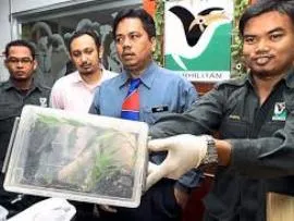 The bizarre birthday gift (source-thestar.com.my)