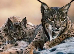 Iberian Lynx ( source-lhnet.org)