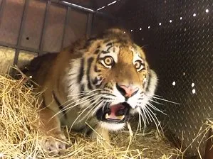 Tiger Kuzya