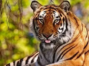 Tiger Kuzya