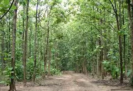 afforestation