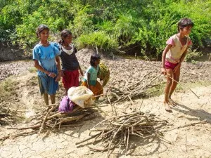 Mangrove- asource of livelihood in Bhitarkanika ( Pic-Ranjan Panda)