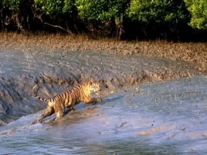 (Courtesy-westbengaltourism.gov.in)