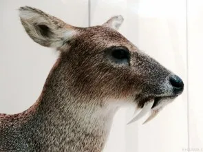 Vampire-like Kashmir musk deer (source- khama.com)