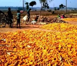maize crop