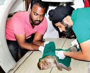 Vets treating the injured monkey