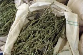 cannabis