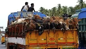 cattle transport