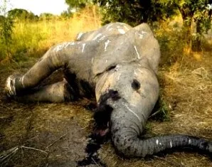 File Pic Courtesy: www.abcnews.go.com