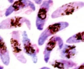 (courtesy:www.malaria.lshtm.ac.uk)