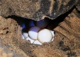 olive ridley turtle eggs