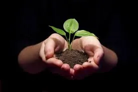 sapling