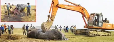 whale at astaranga