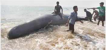 whale carcass found