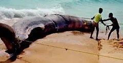 whale