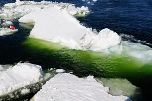 ALGAE ANTARTICA