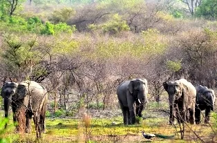 Pic courtesy:www. tourmyindia.com