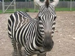 zebra