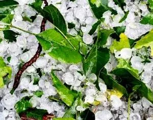 hail stones