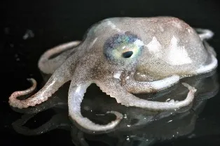 pic: www.wired.com