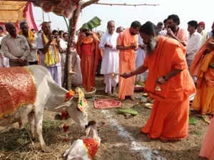 cow saving monk