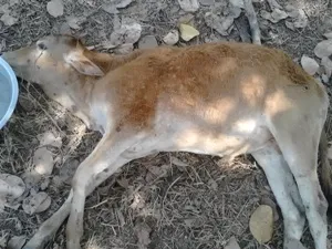 dead cattle