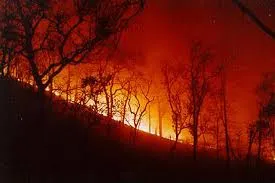 forest fire