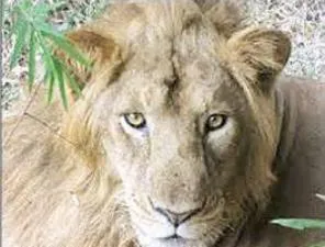 The Father: Lion 'Narasingha' 